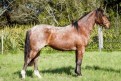 FALC�O DO PALOMY