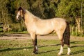 GARR�O DE POTRO DO PALOMY