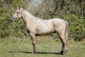 FANDANGO II DA 3J