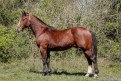 FOGO GRANDE DA 3J