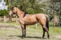 LOTERIA DOM MENDON�A
