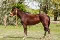 CIGANA DOM MENDON�A