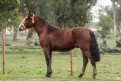 GABATO DOM MENDON�A