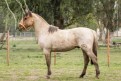 TUTITO DOM MENDON�A