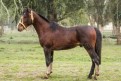 BRASEIRO DOM MENDON�A