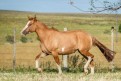 MADAME DO CERRO